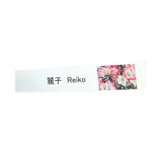 Satsuki Azalee Bonsai – Einfach Pflegeleicht – Ideal für Anfänger – Winterhart – 12 cm Topf – Blüht in Farben (Reiko)