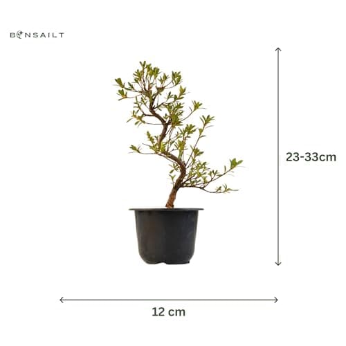 Satsuki Azalee Bonsai – 1x japanischer Winterhart-Anfänger-Bonsai – Pflegeleicht – 12 cm Topf – Blüht in Wunderschönen F