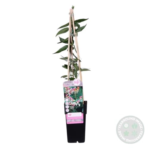 Bloomique - Lonicera Henryi - Orange, Rot - Kletterpflanzen - Winterhart - Immergrün - 50-70 cm Hoch - Topf 15 cm
Bloomi