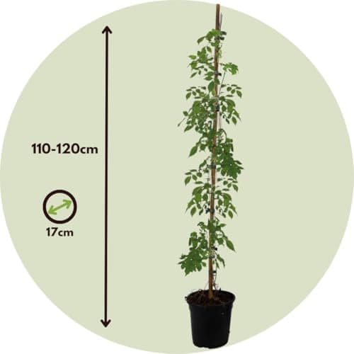Plant in a Box - Campsis 'Mme Galen' XL - Kletterpflanze für den Garten - 17 cm - 110-120 cm Höhe - 2er Set