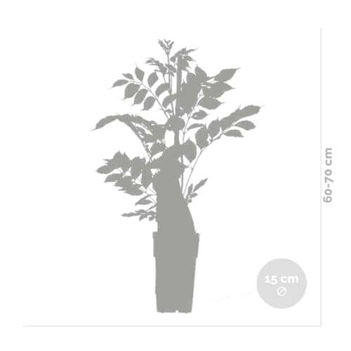 Bloomique Wisteria Sinensis Prolific Blauregen Kletterpflanze Winterhart für Garten Topf 15 cm Hoch