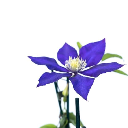 Clematis Großblütige Daniel Deronda 1L - Pflanze für Anfänger und professionelle Gärtner - Ideal für Kleingarten - Schön