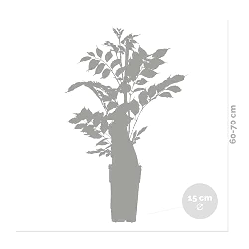 Bloomique Passiflora Caerulea - 50-70 cm Hoch, Winterhart, Topf 15 cm - Gartenpflanzen für Begonienliebhaber