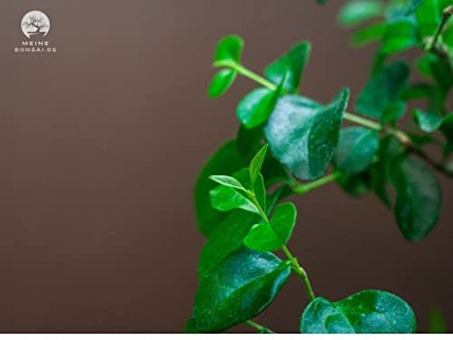 Zimmerbonsai Chinesischer Liguster - 10 Jahre alt, 25-35 cm hoch, Immergrün mit Auffangschale