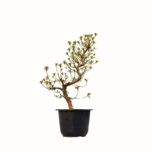 Satsuki Azalee Bonsai – 1x japanischer Winterhart-Anfänger-Bonsai – Pflegeleicht – 12 cm Topf – Blüht in Wunderschönen F