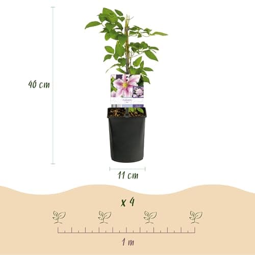 GreenboutiQ - Blüte rosa Clematis Piilu Kletterpflanze - Wenig Pflege - 2 Pflanzen - Topf 11cm Höhe 40cm

GreenboutiQ -