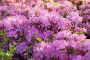 Rhododendron obt. 'Diamant Rosa' Japanische Azalee für Gartenliebhaber im Topf gewachsen mit beeindruckender Blüte und s