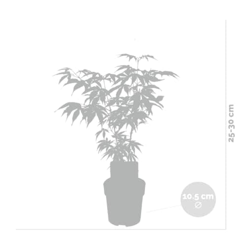 Bloomique - Mischung aus 4 Japanischen Ahornbäumen - Topfpflanzen für den Wintergarten - Winterhart - 20-30 cm hoch - 10
