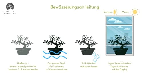 Bonsai Baum Chinese elm Keramik Blumentopf für Erwachsene - Gartenanlage - 15 cm Schale, 7 Jahre