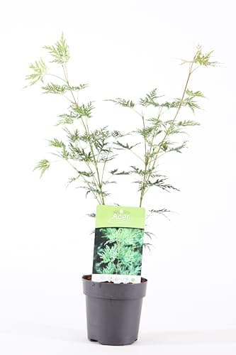 Acer palmatum dissectum 'Emerald Lace' | Japanischer Ahornlaubbaum im Topf + Attribute: Topfgewächs + Verwendung: Vorgar