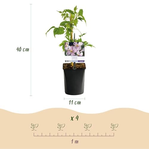GreenboutiQ - Kletterpflanze Clematis montana Rubens - Frühblühend - Wenig Pflege - Rosa - 2 Pflanzen - Topf 11cm Höhe 4