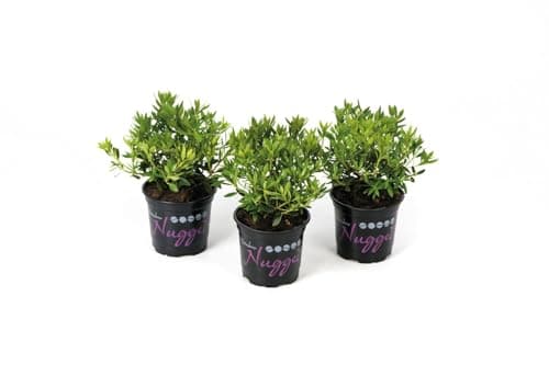 Nugget by Bloombux® - 15-20 cm, optimale Pflanzenentwicklung 5 Pflanzen pro VE, für professionelle Gärtner