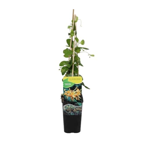 Bloomique - Lonicera Henryi - Orange, Rot - Kletterpflanzen - Winterhart - Immergrün - 50-70 cm Hoch - Topf 15 cm
Bloomi