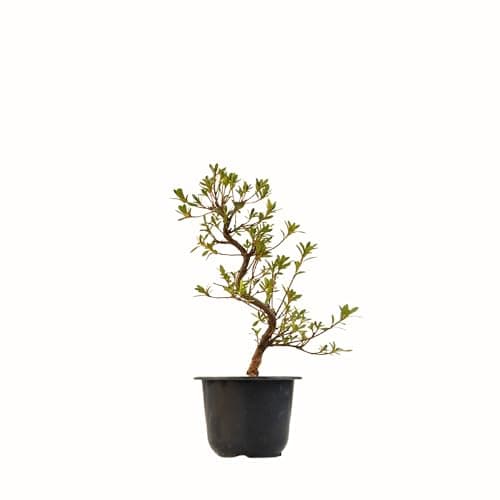 Satsuki Azalee Bonsai – 1x japanischer Winterhart-Anfänger-Bonsai – Pflegeleicht – 12 cm Topf – Blüht in Wunderschönen F