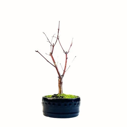 Bonsai Baum mit Keramik Blumentopf - Ligustrum, Ficus, Carmona, Podocarpus - für Indoor-Verwendung, perfekt für Büro und