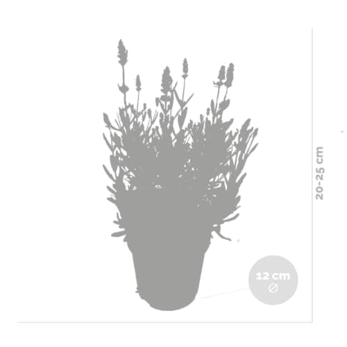 Bloomique Winterhart Duftlavendel - 3er Set - Gartenpflanzen Lavandula Angustifolia Ardèche - Winterhart - Mehrjährig -
