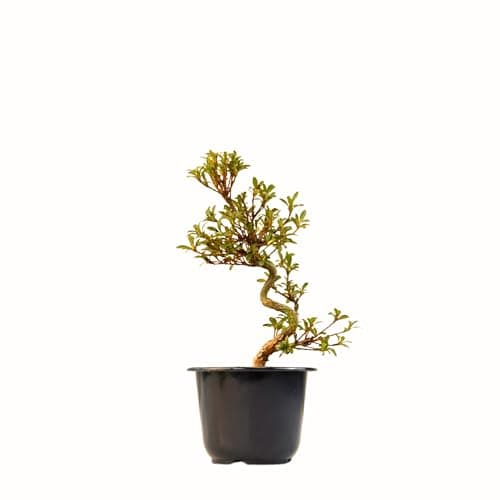 Satsuki Azalee Bonsai – 1x japanischer Winterhart-Anfänger-Bonsai – Pflegeleicht – 12 cm Topf – Blüht in Wunderschönen F