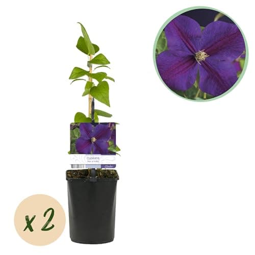 GreenboutiQ - Kletternde Pflanze Clematis Star of India - Rosa Blüten - Pflegeleicht - Für Anfänger -Suitable für Gärten