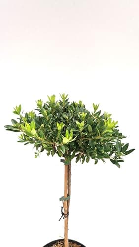 Stammhöhe 40 cm Kronenbreite 25-30 cm - Bloombux® - Pflanzcontainer 5 Liter