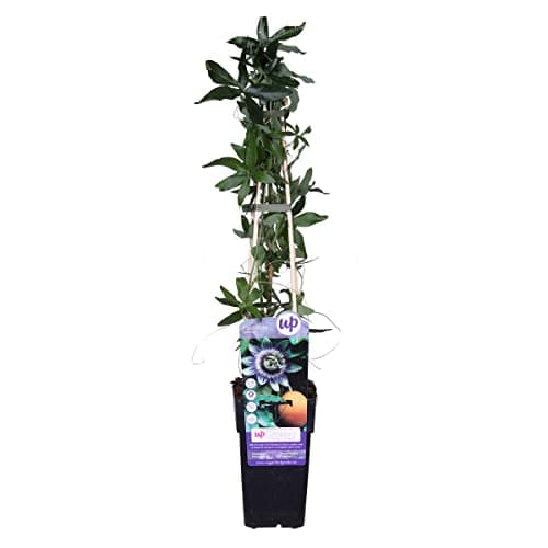 Bloomique Passiflora Caerulea - 50-70 cm Hoch, Winterhart, Topf 15 cm - Gartenpflanzen für Begonienliebhaber