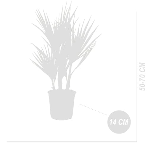 Bloomique Washingtonia Robusta - Winterharte Fächerpalme - Gartenpflanzen Winterhart - für Balkon - 50-70 cm Höhe - 14 c