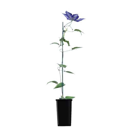 Clematis Großblütige Daniel Deronda 1L - Pflanze für Anfänger und professionelle Gärtner - Ideal für Kleingarten - Schön