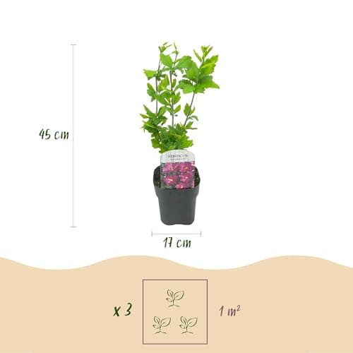 GreenboutiQ - Hibiscus syriacus Tricolour - Blüte Rosa, Weiß und Blau - Laubabwerfend - Wenig Pflegeaufwand - Topf 17cm