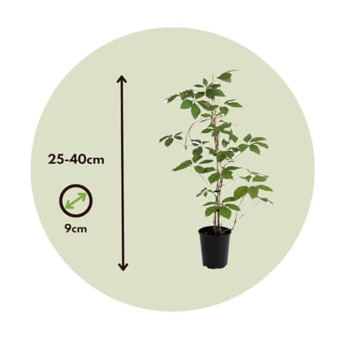 Kletterpflanzen in einer Box - Parthenocissus quinquefolia 'Wilde Wingerd' - Winterhart und schnellwachsend - Topf 9cm -