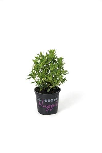 Nugget by Bloombux® - 15-20 cm, optimale Pflanzenentwicklung 5 Pflanzen pro VE, für professionelle Gärtner