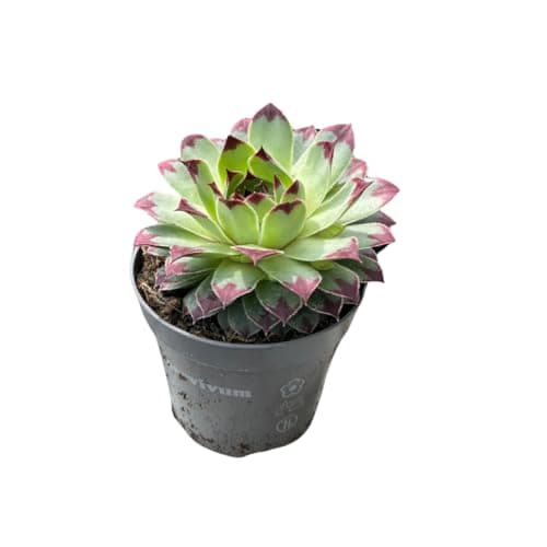 Winterharte Sempervivum Sukkulenten - pflegeleichte Zimmer- und Gartenpflanzen für Haushalte (12 Stück)