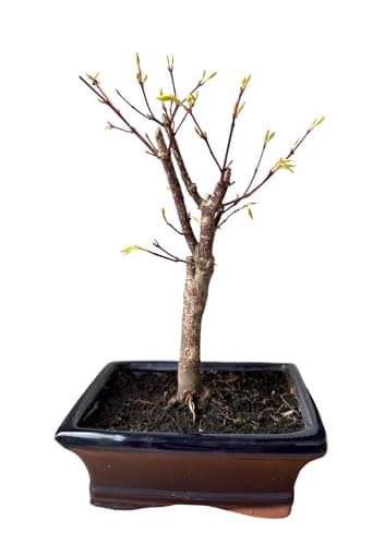 Bonsai Baum mit Keramik Blumentopf - Ligustrum, Ficus, Carmona, Podocarpus - für Indoor-Verwendung, perfekt für Büro und