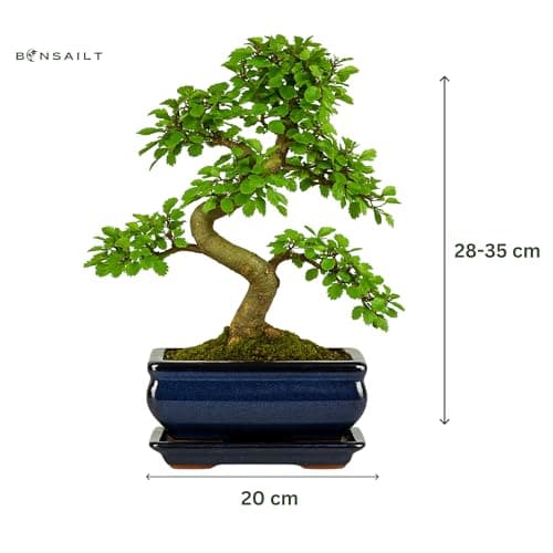 Chinesische Ulme Bonsai Baum, pflegeleicht für Anfänger & Profis, ideale Dekorationspflanze für Büro & Zuhause - 35-40 c