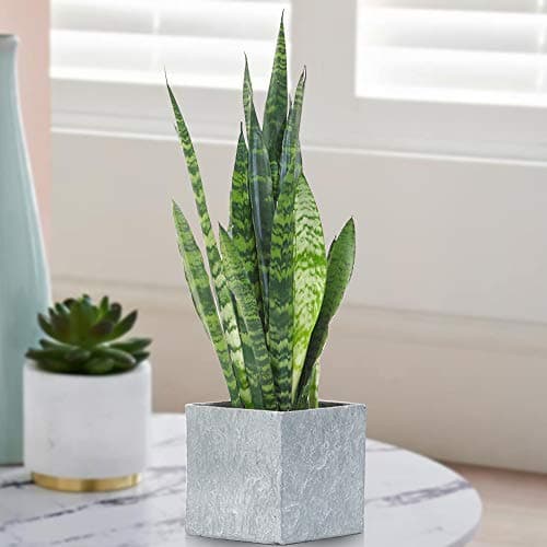 Sansevieria Chwarze Koralle | 30-40cm getopfte Hauspflanze | Beste Zimmerpflanze für internes Dekor