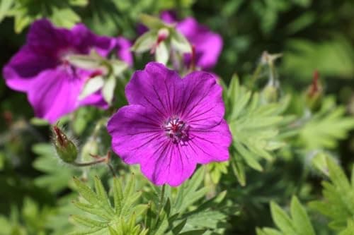3 x Geranium sanguineum 'Dilys' - Leuchtende Blüten für monatelange Gartenfreude - Bienenfreundlich