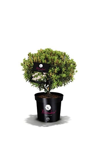 Bloombux® Blumentopf 2 Liter - 25-30 cm breit für Blüte und Form - IDEAL für Gärten und Terrassen - VON GEBÜRGSTOCKERN L