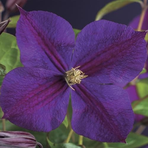 GreenboutiQ - Kletternde Pflanze Clematis Star of India - Rosa Blüten - Pflegeleicht - Für Anfänger -Suitable für Gärten