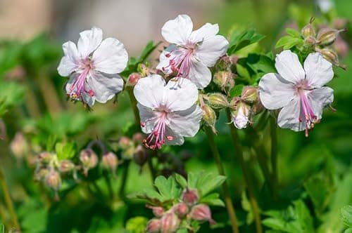 3 x Geranium cantabrigiense 'Saint Ola' - Winterhart - Strahlendes Weiß für den Garten - von Stauden Gänge

3 x Geranium