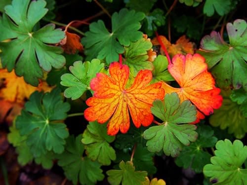 3 x Geranium cantabrigiense 'Cambridge' (Winterhart/Stauden/Staude/Bodendecker/Mehrjährig/Immergrün) - Farbenfrohe Akzen