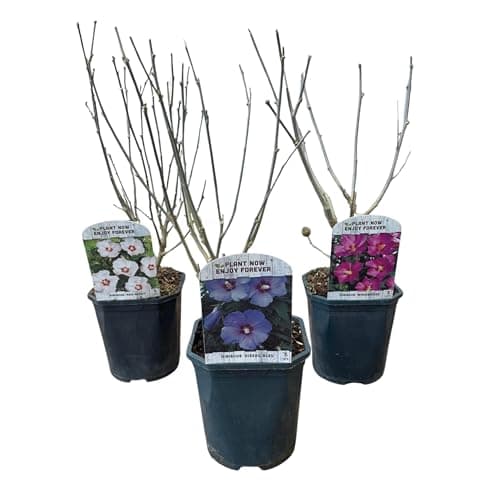 GreenboutiQ - Hibiscus syriacus Tricolour - Blüte Rosa, Weiß und Blau - Laubabwerfend - Wenig Pflegeaufwand - Topf 17cm