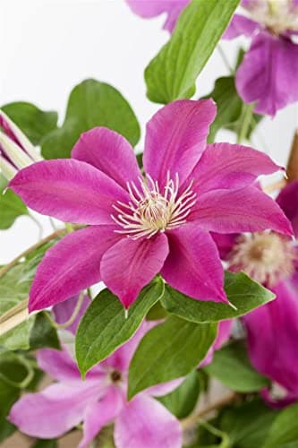 Clematis Hybrid 'Comtesse de Bouchaud' - pflegeleicht und winterhart, ideal für Rankgerüste, rosige Blüte Juni-September