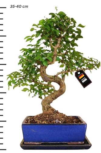 Genki-Bonsai Chinesischer Liguster Bonsai – pflegeleichtes 4-teiliges Komplettset – für Anfänger & Fortgeschrittene – 35