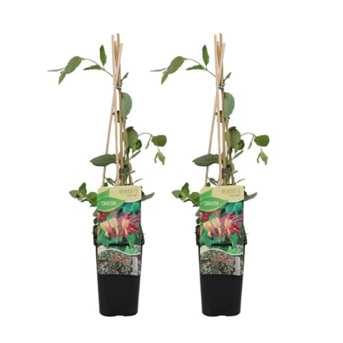 Bloomique - Lonicera Henryi - Orange, Rot - Kletterpflanzen - Winterhart - Immergrün - 50-70 cm Hoch - Topf 15 cm
Bloomi