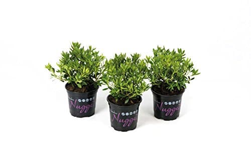 Bloombux® Nugget Blüten und Form – für Lieferanten und Pflanzenliebhaber - Indoor Outdoor