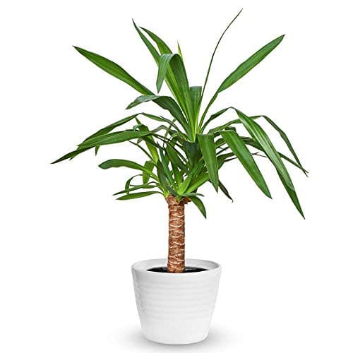 Yucca Elefantentiere Zimmerpflanze - Dekorative Topfbaum für Wohnzimmer in 12cm Topf