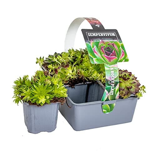 Sempervivum-Mischung Bloomique 6er-Mix Winterhart für Gartenpflanzen Topf 7 cm