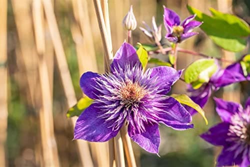 Clematis Hybride 'Multi Blue' - winterhart, pflegeleicht, ideal für Rankgerüste - Mai-September Blütezeit, blaue gefüllt