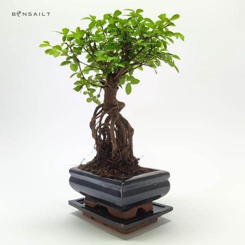 Bonsai Baum mit Keramik Blumentopf - Ulmen-Bonsai - perfekt für Wohnzimmerszene - ideales Geschenk - ideal für Anfänger