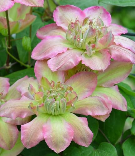 Baldur Garten Clematis 'Pistachio Cake®', 1 Pflanze, mehrjährig & winterhart, pflegeleicht, bienenfreundlich, reichblühe