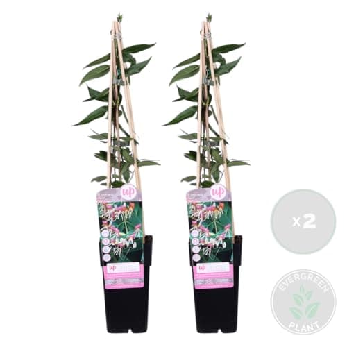 Bloomique - Lonicera Henryi - Orange, Rot - Kletterpflanzen - Winterhart - Immergrün - 50-70 cm Hoch - Topf 15 cm
Bloomi