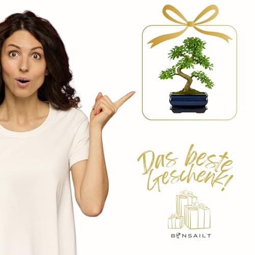 Chinesische Ulme Bonsai Baum, pflegeleicht für Anfänger & Profis, ideale Dekorationspflanze für Büro & Zuhause - 35-40 c